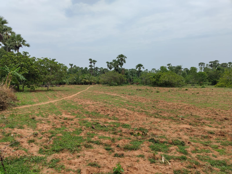  1 Acre Agricultural/Farm Land for Sale in Rambilli, Visakhapatnam