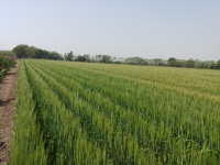  Agricultural Land for Sale in Manavadar, Junagadh