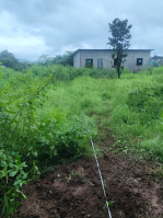  Commercial Land for Rent in Mangaon, Raigad