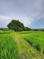  Agricultural Land for Sale in Bamni Khera, Palwal