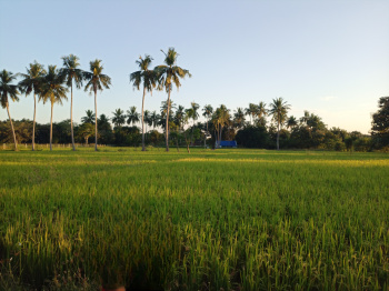  Agricultural Land for Sale in Lalgudi, Tiruchirappalli