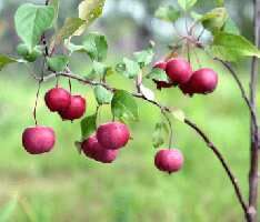  Residential Plot for Sale in Bangalore Highway, Hyderabad