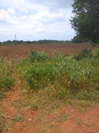  Agricultural Land for Sale in Gudur, Kurnool