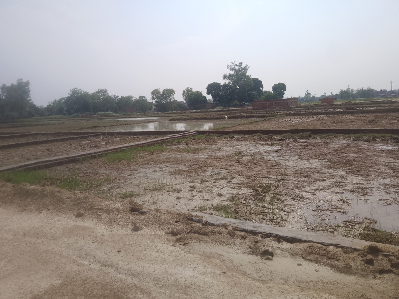  Residential Plot 2000 Sq.ft. for Sale in Tal Kandala, Gorakhpur