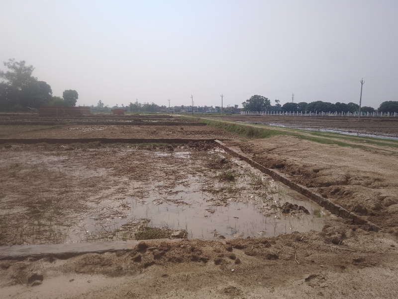  Residential Plot 2000 Sq.ft. for Sale in Tal Kandala, Gorakhpur