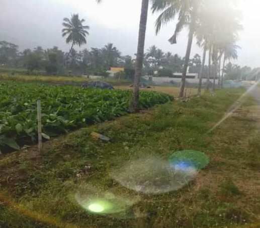  Agricultural Land 86 Cent for Sale in Ayothiapattinam, Salem
