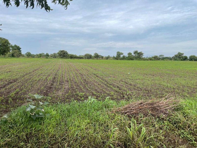  Agricultural Land 50 Ares for Sale in Arni Road, Yavatmal