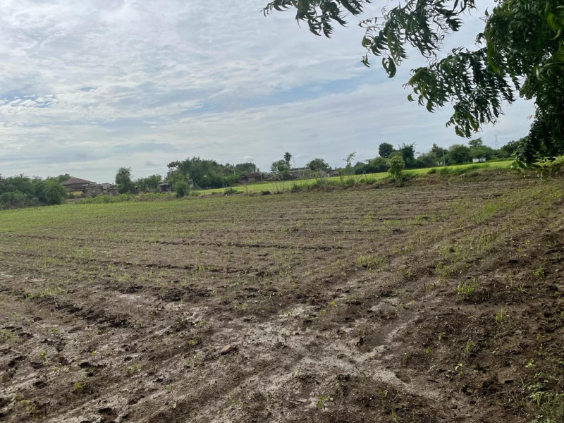  Agricultural Land 50 Ares for Sale in Arni Road, Yavatmal