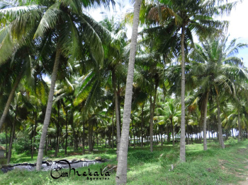  Agricultural Land for Sale in Kinathukadavu, Coimbatore