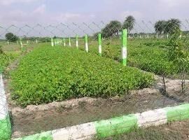  Agricultural Land for Sale in Madurantakam, Kanchipuram