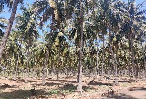  Agricultural Land for Sale in Allinagaram, Theni