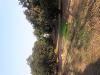 Agricultural Land for Sale in Dharampur, Valsad