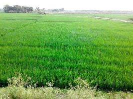  Agricultural Land for Sale in Thotapalligudur, Nellore