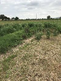  Agricultural Land for Sale in Tapukara, Bhiwadi