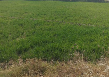  Agricultural Land for Sale in Tarapur, Anand