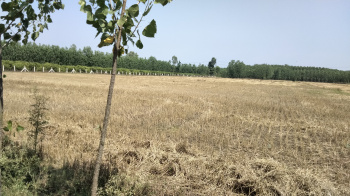  Agricultural Land for Sale in Chhutmalpur, Saharanpur