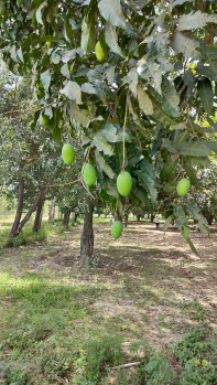 Agricultural Land for Sale in Biharigarh, Dehradun