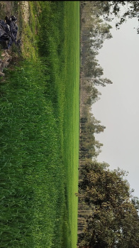  Agricultural Land for Sale in Biharigarh, Dehradun