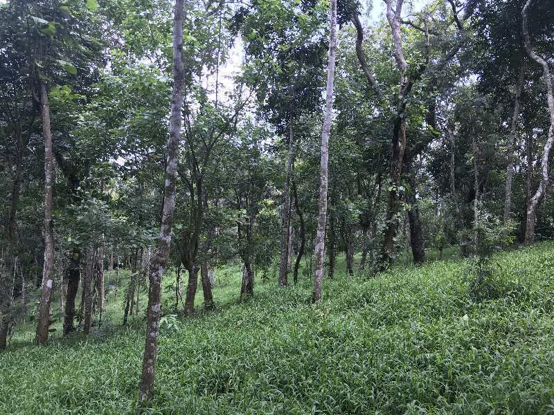  Agricultural Land 8 Acre for Sale in Mudigere, Chikmagalur