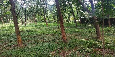  Agricultural Land for Sale in Iritty, Kannur