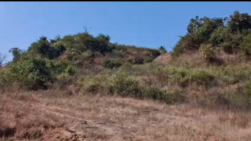  16 Acre Residential Plot for Sale in Pen, Raigad