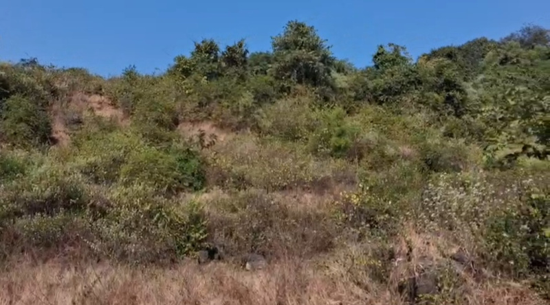  16 Acre Residential Plot for Sale in Pen, Raigad