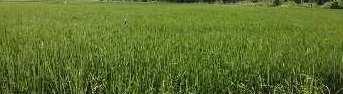  Agricultural Land for Sale in Gangaghat, Unnao
