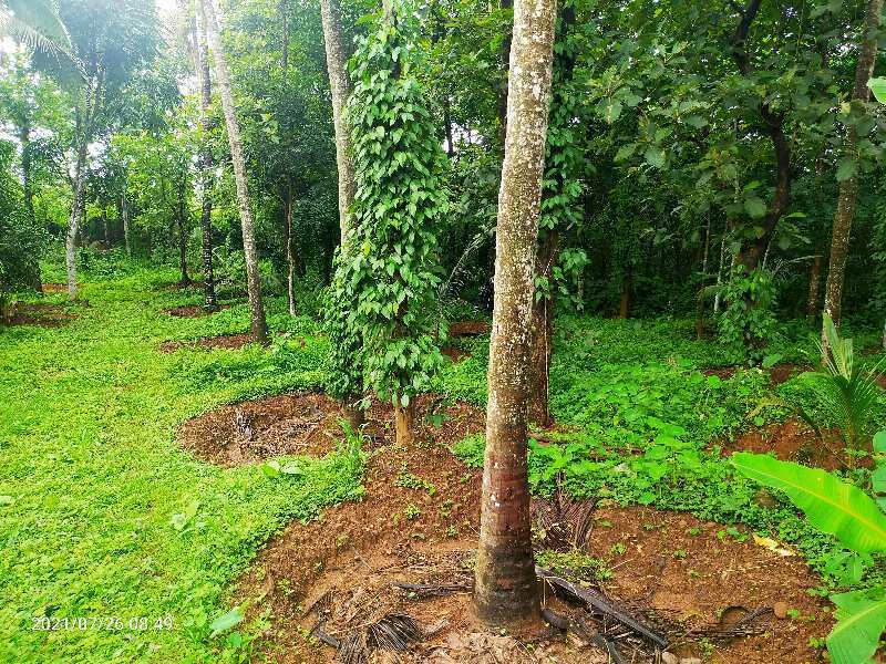  80 Cent Residential Plot for Sale in Thichoor Thrissur