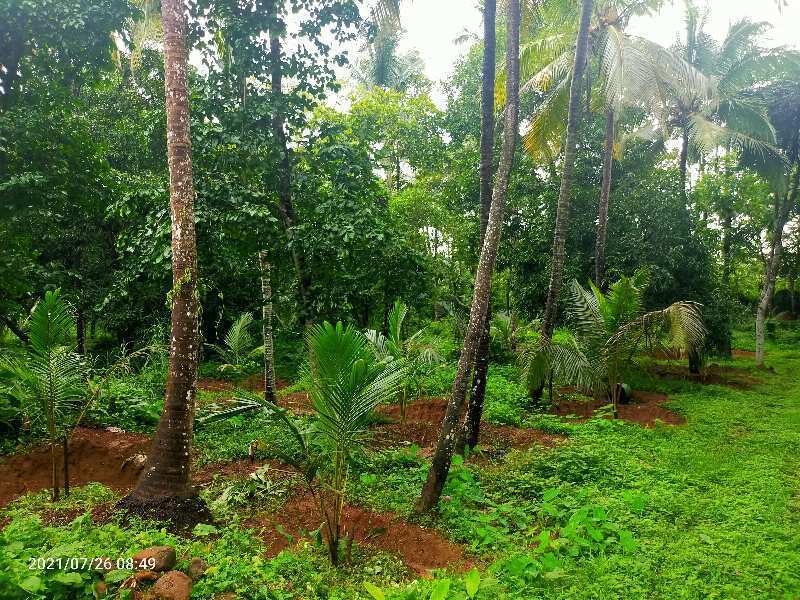  80 Cent Residential Plot for Sale in Thichoor Thrissur