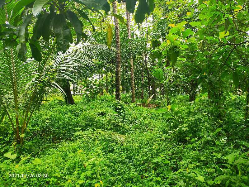  80 Cent Residential Plot for Sale in Thichoor Thrissur