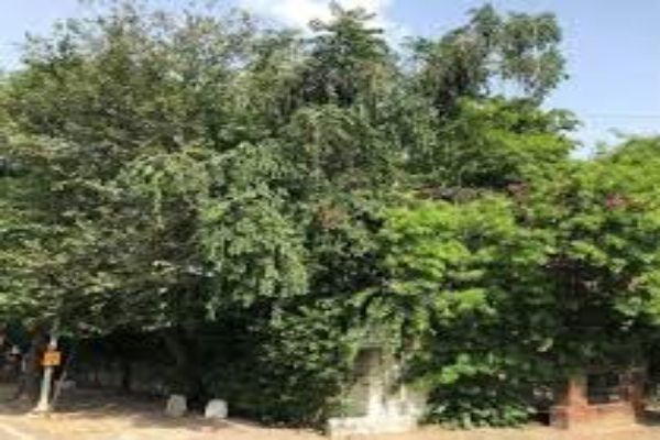 Lajpat Nagar III, Delhi photo 3