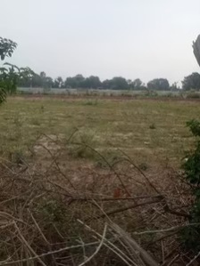  Agricultural Land 13 Acre for Sale in Bawal, Rewari