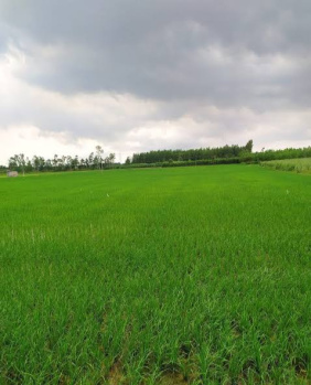  Agricultural Land for Sale in Devlawas, Rewari