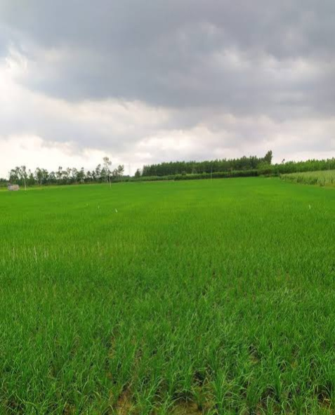  Agricultural Land 29 Acre for Sale in Devlawas, Rewari