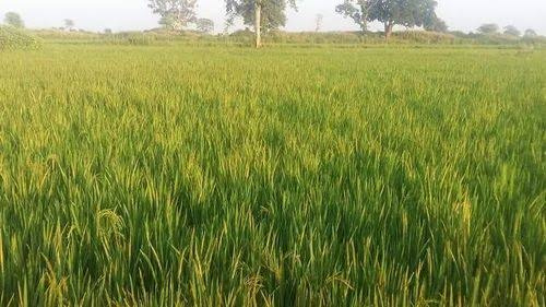  Agricultural Land 29 Acre for Sale in Devlawas, Rewari