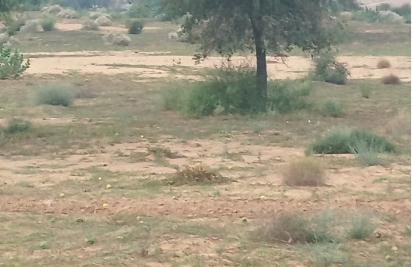  32 Bigha Agricultural/Farm Land for Sale in Suratgarh, Ganganagar