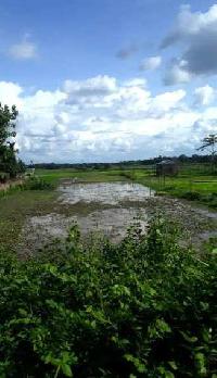  Agricultural Land for Sale in Rangia, Kamrup