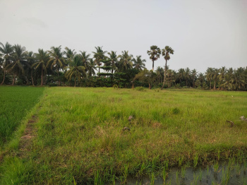  Agricultural Land for Sale in Razole, East Godavari