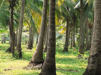  Agricultural Land for Sale in Bandarulanka, East Godavari