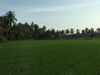  Agricultural Land for Sale in Amalapuram, East Godavari