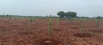  Agricultural Land for Sale in Cheyyur, Kanchipuram