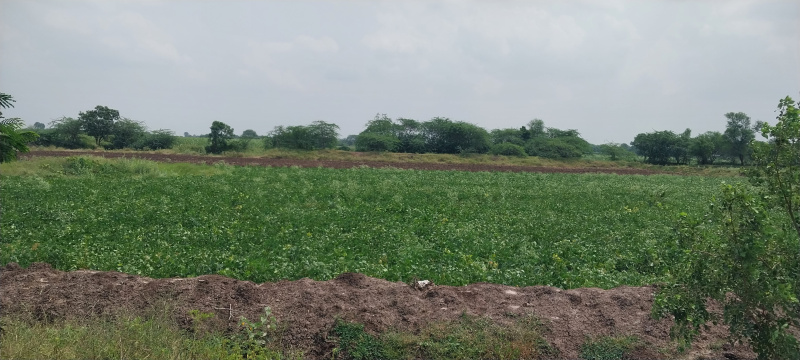  Agricultural Land 5 Acre for Sale in Shirdi, Ahmednagar