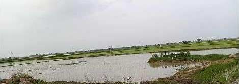 10 BHK Apartment 120000 Sq.ft. for Sale in Shivpuri Road, Sheopur
