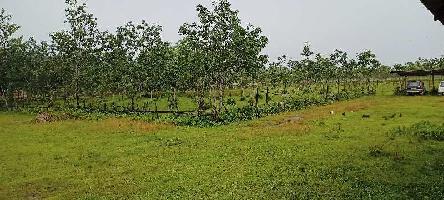  Agricultural Land for Sale in Silapathar, Dhemaji
