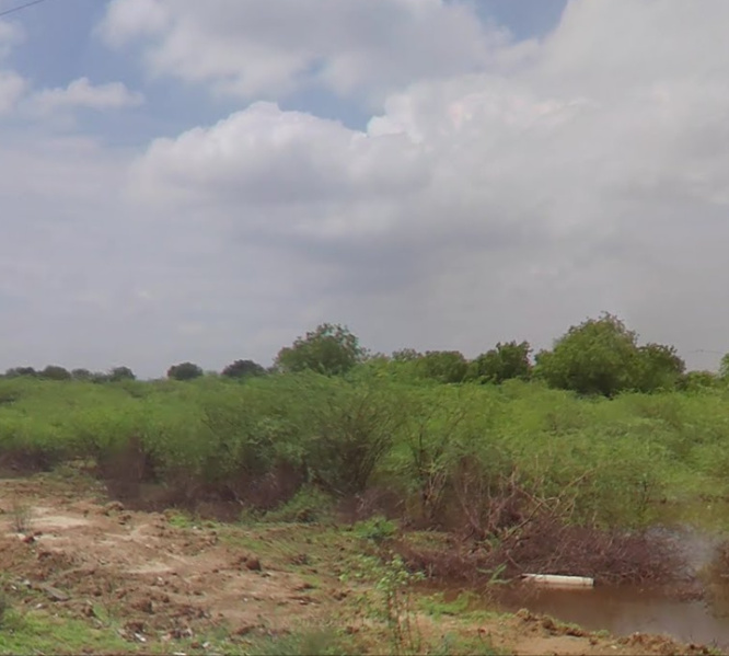 Agricultural Land 3 Bigha for Sale in Bhadaj, Ahmedabad