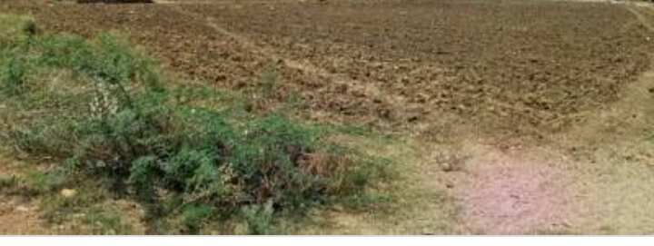  Agricultural Land 5 Acre for Sale in Rajgurunagar Khed, Pune