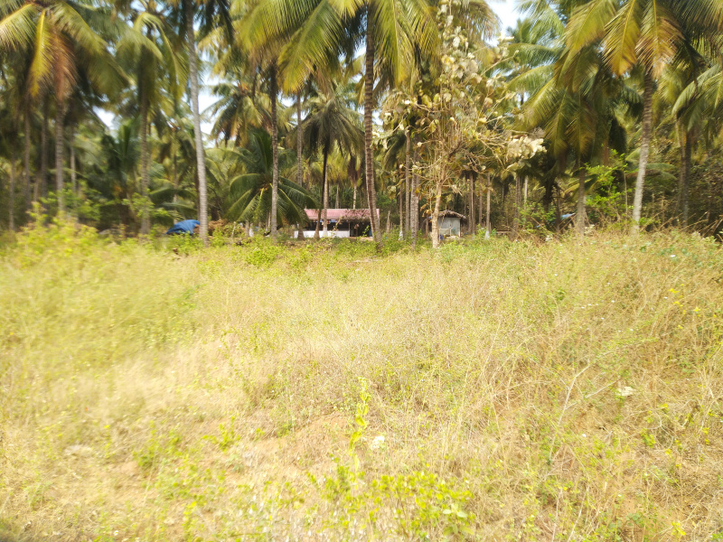 Agricultural Land 12 Cent for Sale in