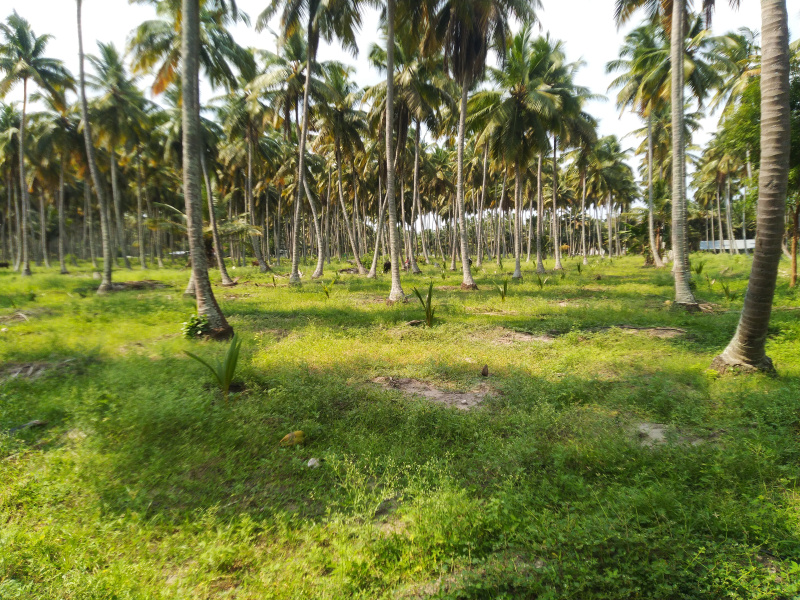 Agricultural Land 28 Acre for Sale in