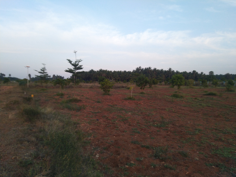 Agricultural Land 25 Cent for Sale in