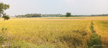  Agricultural Land for Sale in Poondi, Thiruvallur